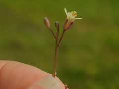 Brassica tournefortii
