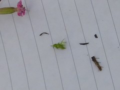 Arenaria leptoclados