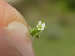 Arenaria leptoclados