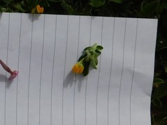 Anthyllis circinnata