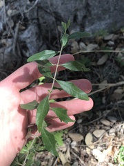 Aloysia gratissima