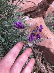 Astragalus zionis