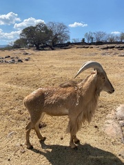Ammotragus