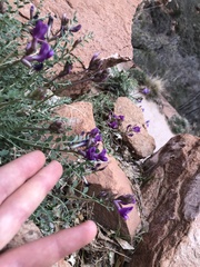 Astragalus zionis