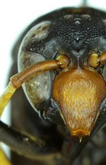 Synagris