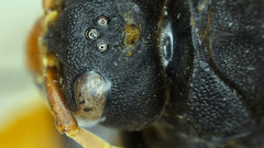 Synagris