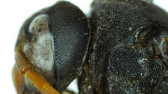 Synagris