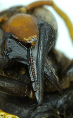 Synagris