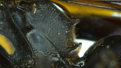Synagris