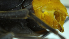 Synagris