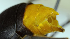 Synagris