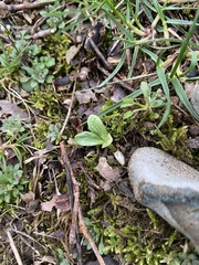 Trillium nivale