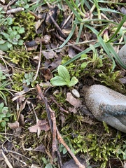 Trillium nivale