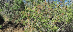 Prunus fremontii