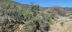 Prunus fremontii
