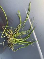 Lilaeopsis carolinensis