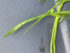 Lilaeopsis carolinensis