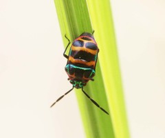 Chrysocoris fascialis