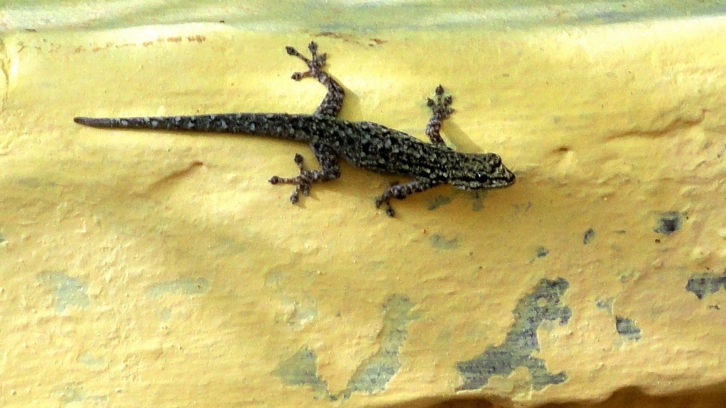 Chevron-throated Dwarf Gecko