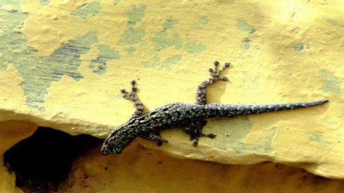 Chevron-throated dwarf gecko