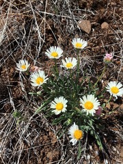 Erigeron disparipilus