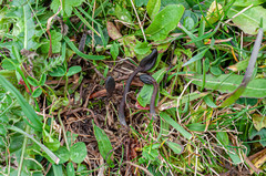 Geoglossum fallax