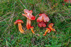 Hygrocybe splendidissima
