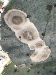 Phyllosticta concava