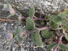 Nepeta racemosa