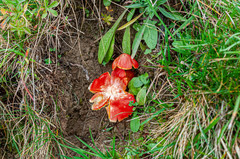 Hygrocybe splendidissima
