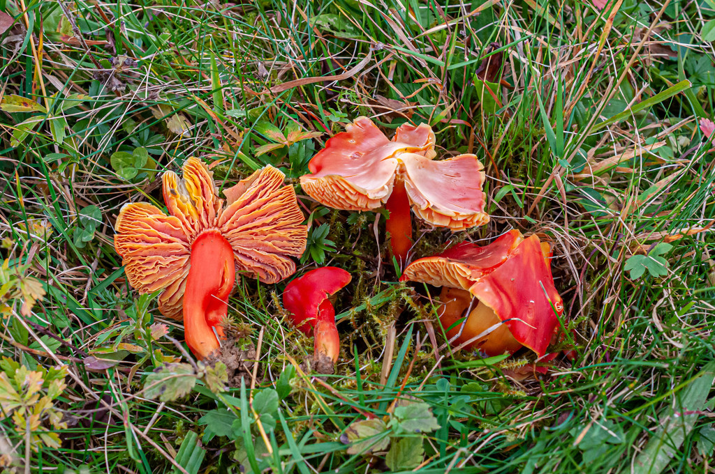 Splendid Waxcap