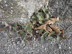 Nepeta racemosa