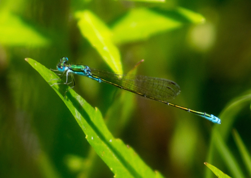 Sedge Sprite photo 6