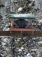 Leucosticte tephrocotis