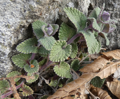 Nepeta racemosa