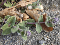 Nepeta racemosa