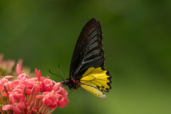 Troides helena cerberus
