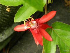 Coccinea