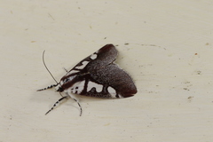 Neotuerta lycaon