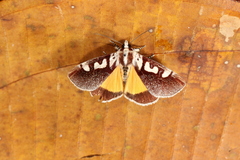 Neotuerta lycaon