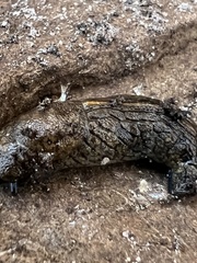 Tandonia budapestensis