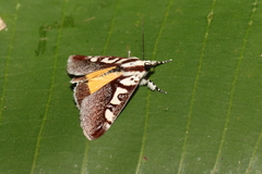 Neotuerta lycaon
