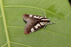 Neotuerta lycaon