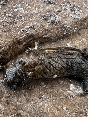 Tandonia budapestensis