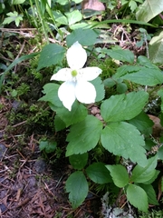 Anemonastrum deltoideum