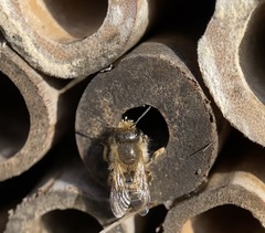 Osmia cornifrons