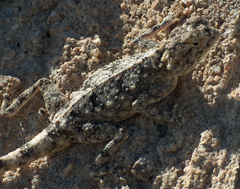 Agama anchietae