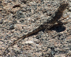 Agama anchietae
