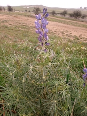 Lupinus angustifolius