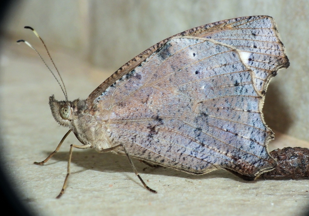Amphidecta pignerator